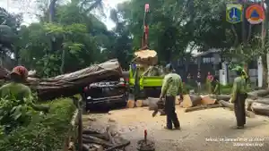 Sebuah-pohon-tumbang-dan-menimpa-mobil-Toyota-Fortuner-di-Jalan-Sriwijaya-I.jpg