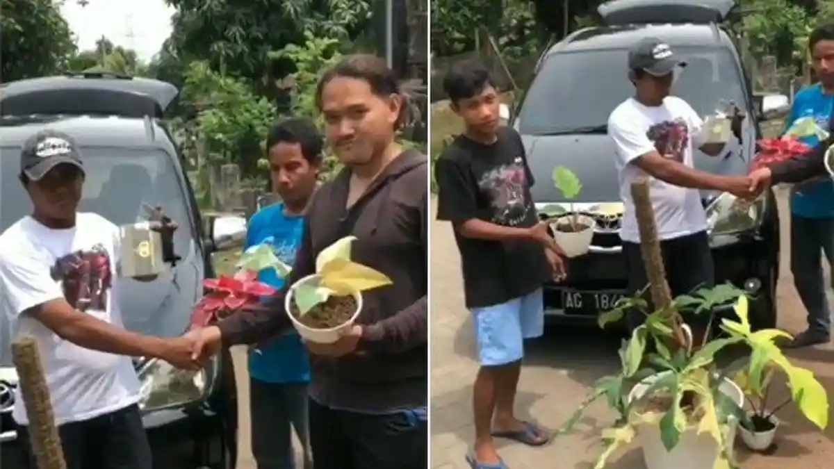 Viral Video Seorang Pria Transaksi Tanaman Hias Ditukar dengan Mobil Avanza, Ini Jenis Bunganya