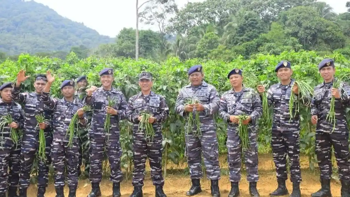 Lanal Tarempa Panen Cabai dan Sayuran, Letkol Laut Romi Sitorus: Hasilnya Bagus-bagus