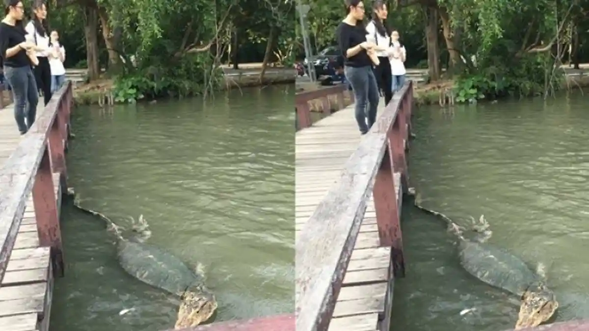 Sempat Disebut Editan, Ternyata Begini Ukuran Biawak Ini Sebenarnya