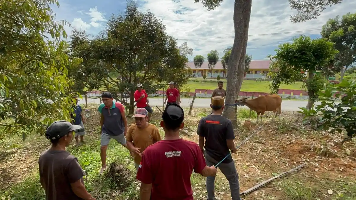 Warga Desa Pulliwa Polman Sembelih 15 Ekor Sapi Kurban, Semua Warga Dapat 1 Kg Daging