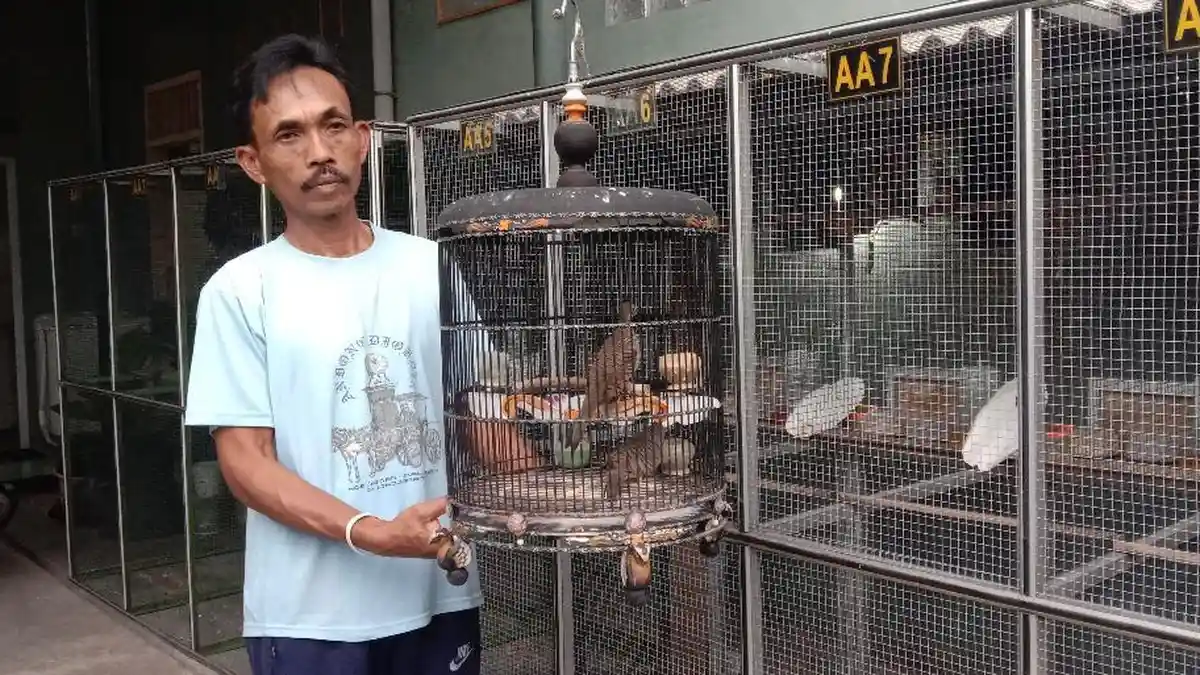 Penasaran Berujung Prestasi dan Ladang Cuan, Ini Kisah Harijono Pembudidaya Perkutut Lomba di Malang