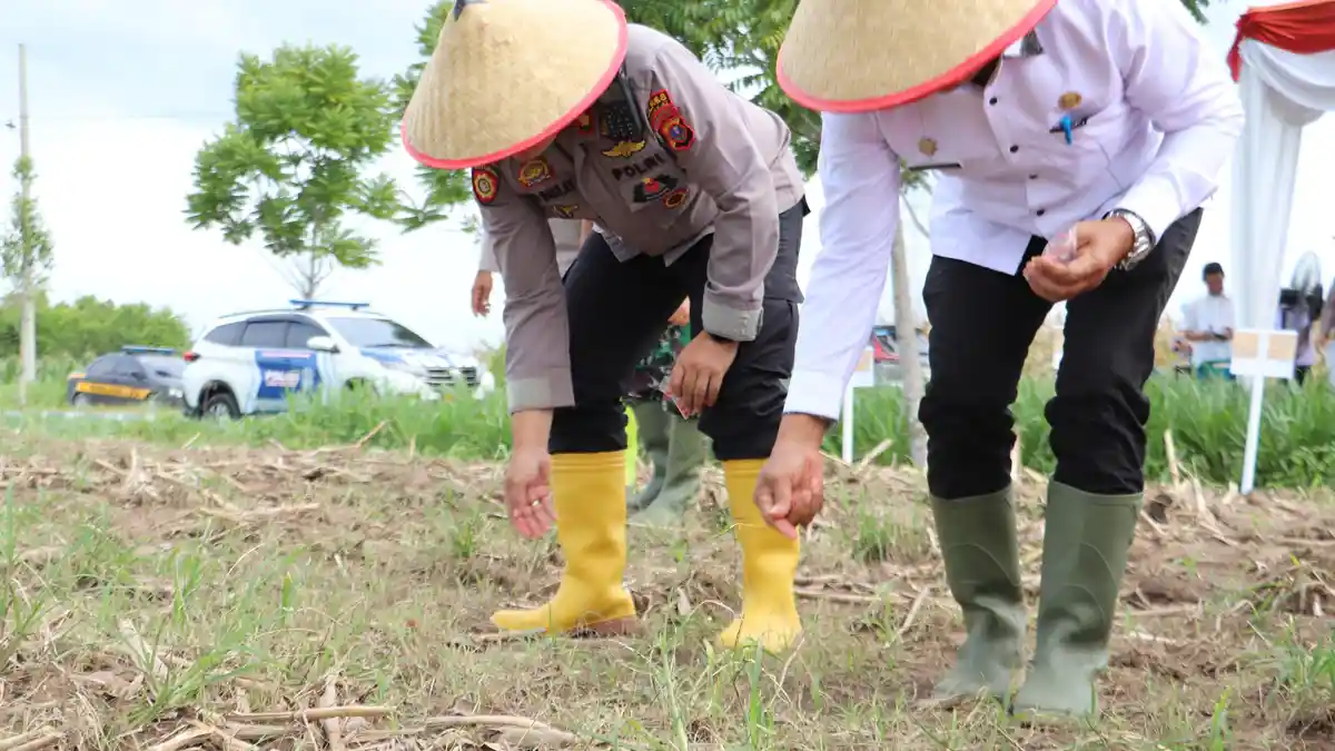 Dukung Program Pemerintah, Wakapolres Langkat Tanam Jagung Kuartal III di Lahan Bhayangkara