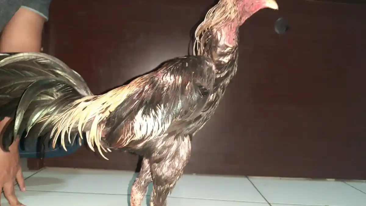 Curi Ayam Senilai Jutaan Rupiah, Pemuda Asal Pengasih Kulon Progo Diringkus Polisi