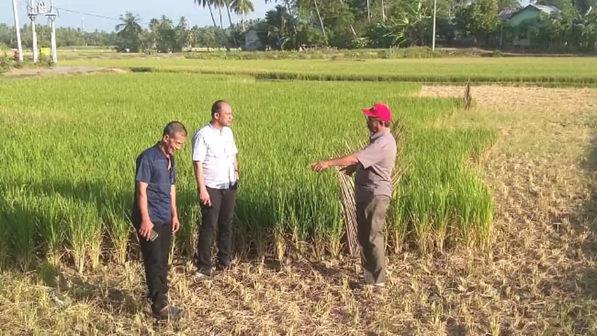 Debit Krueng Aceh Menyusut - antara-tanaman-padi-yang-terpaksa-dipotong_20170724_085202.jpg