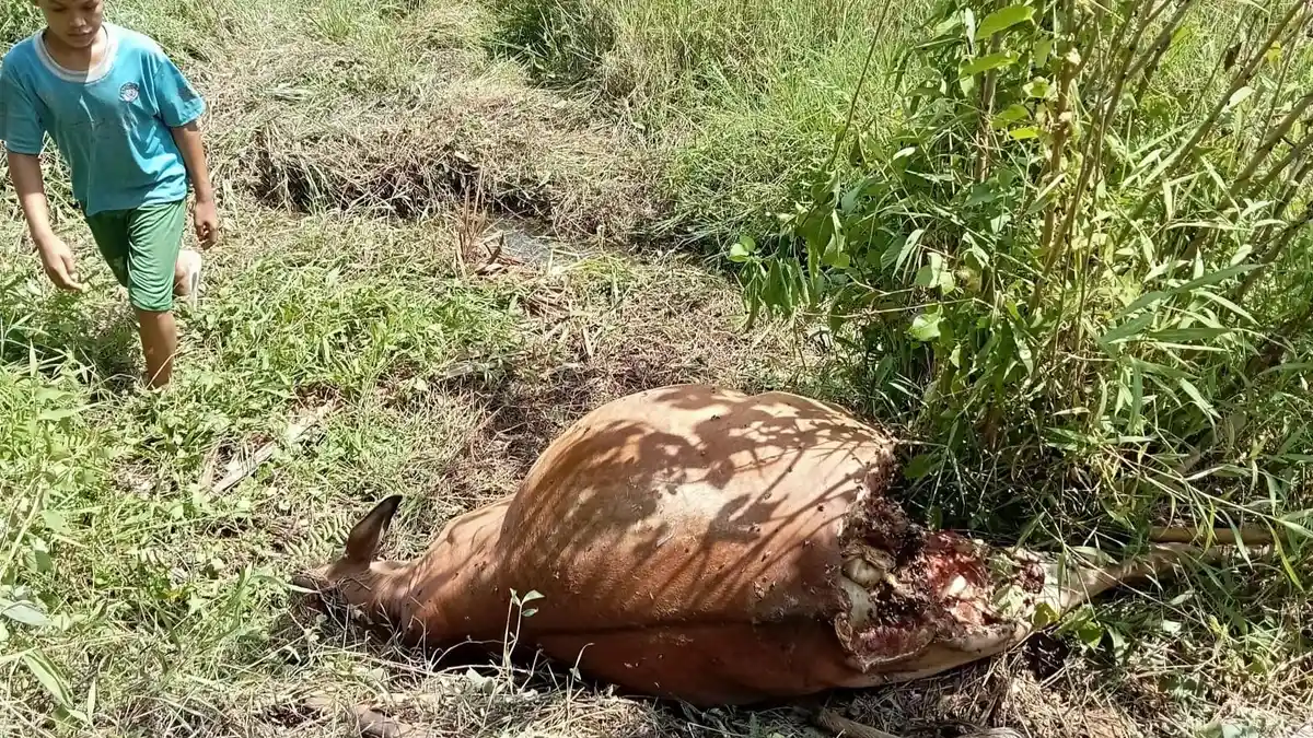 Harimau Sumatera Mangsa Sapi di Bener Meriah, BKSDA Minta Warga Hati-hati