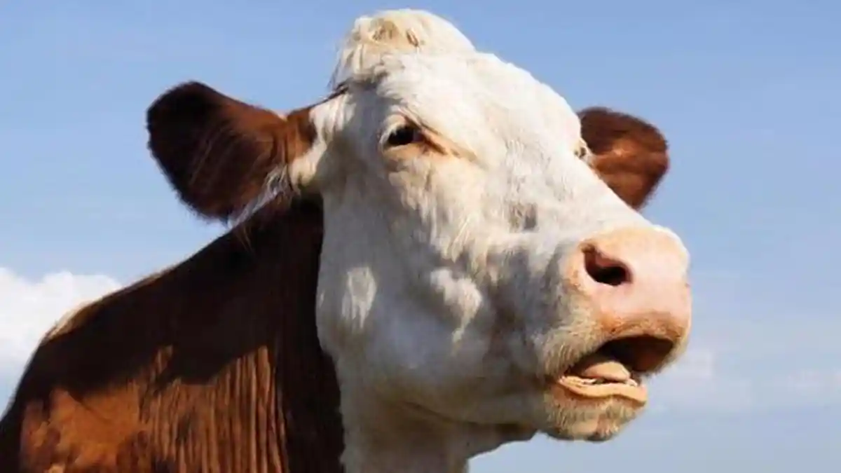 5 FAKTA UNIK Sapi yang Jarang Diketahui, Gen Mirip Manusia hingga Penyebab Efek Rumah Kaca