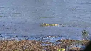 buaya-di-tepi-sungai-komering-oku-timur.jpg