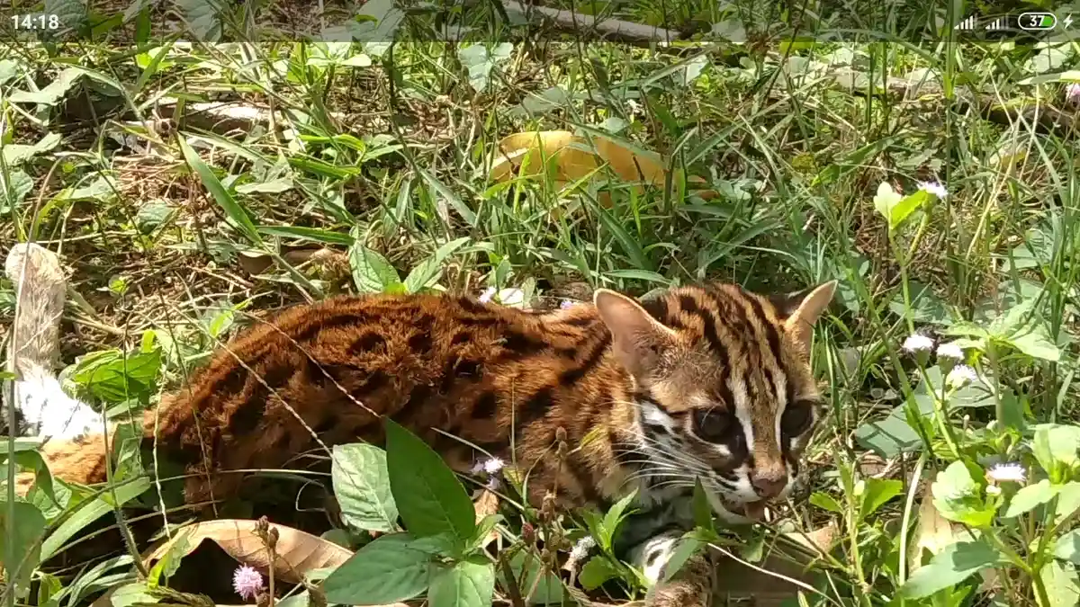 Warga di Prabumulih Sempat Gempar, Lihat Anak Harimau Masuk Desa, Ternyata Macan Akar
