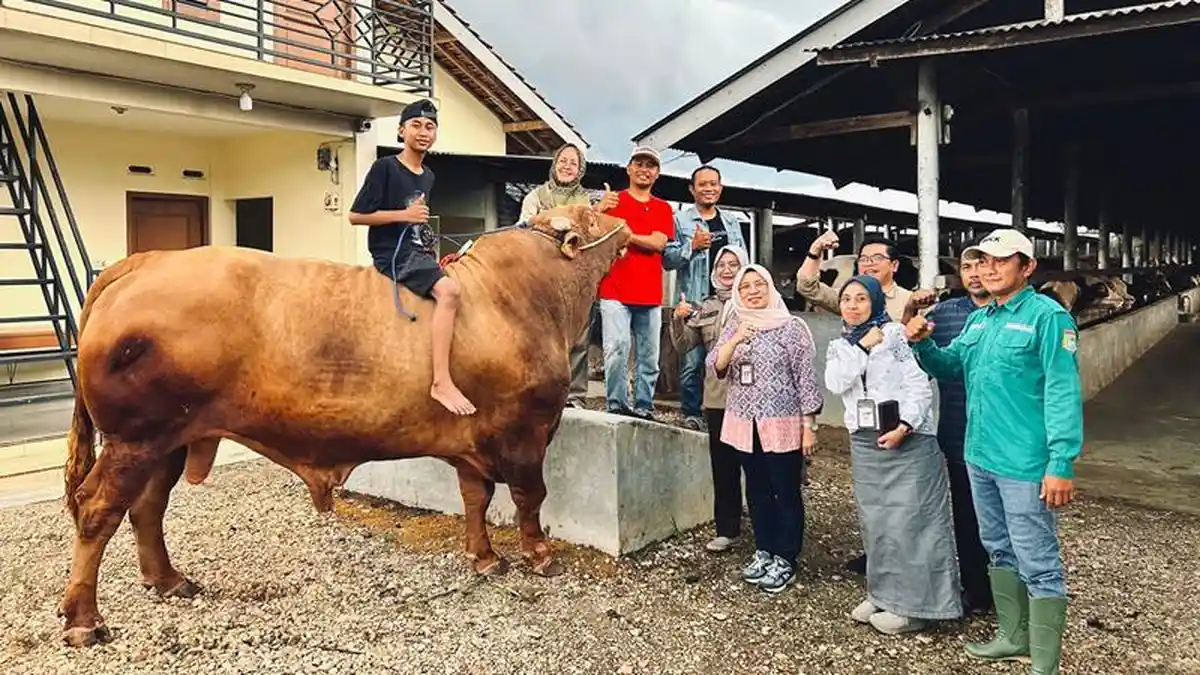 Provinsi Lampung Dapat Bantuan 16 Sapi Kurban dari Presiden Prabowo, 4 Ekor Berbobot 1 Ton