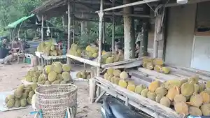 Petani-durian-Andi-29-saat-diwawancarai-Tribun-Pontianak-di-lapak-durian-miliknya.jpg