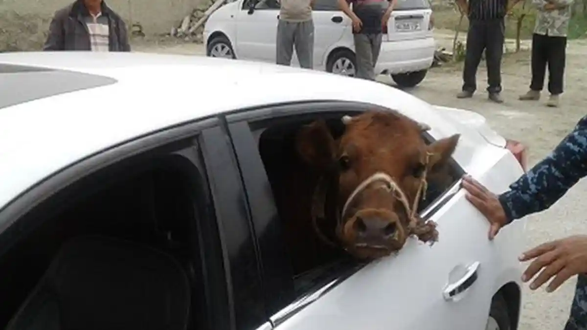 Komplotan Pencuri Ternak di Uzbekistan Gasak Sapi Warga dan Membawanya Gunakan Sedan Mewah