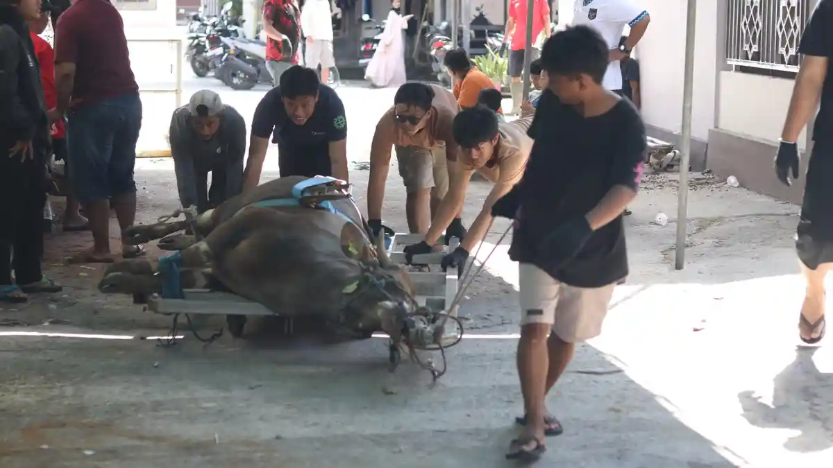 Mushola Al Hidayah Gunung Samarinda Sembelih 9 Sapi dan 2 Kambing, Ratusan Bungkus Daging Dibagikan