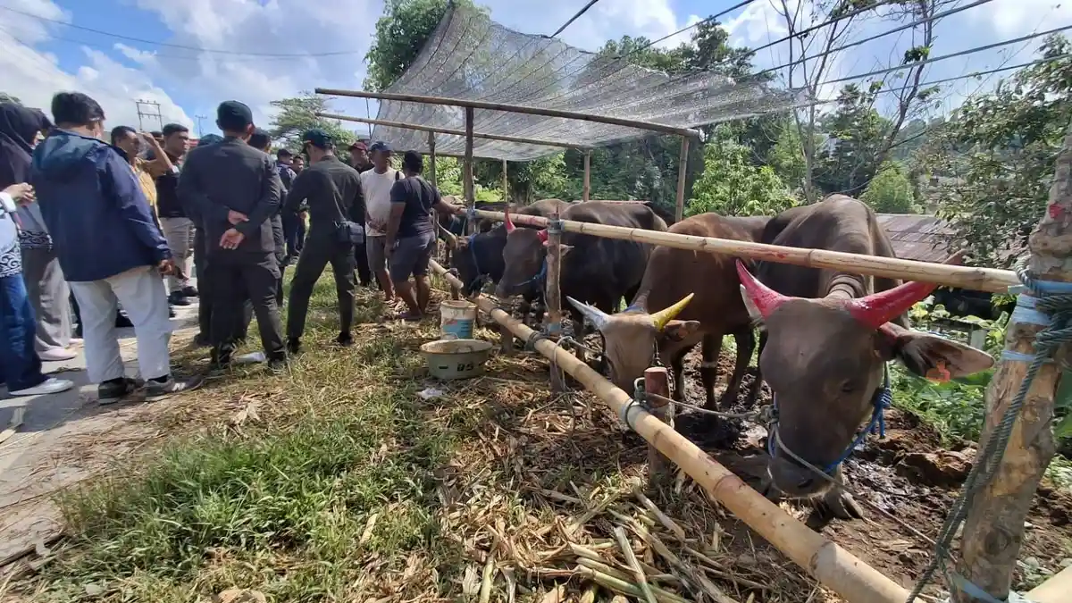 Jelang Idul Adha, Stok Sapi di Tarakan 1.400 Ekor dan Kambing 440 Ekor, Dipastikan Kondisi Sehat 