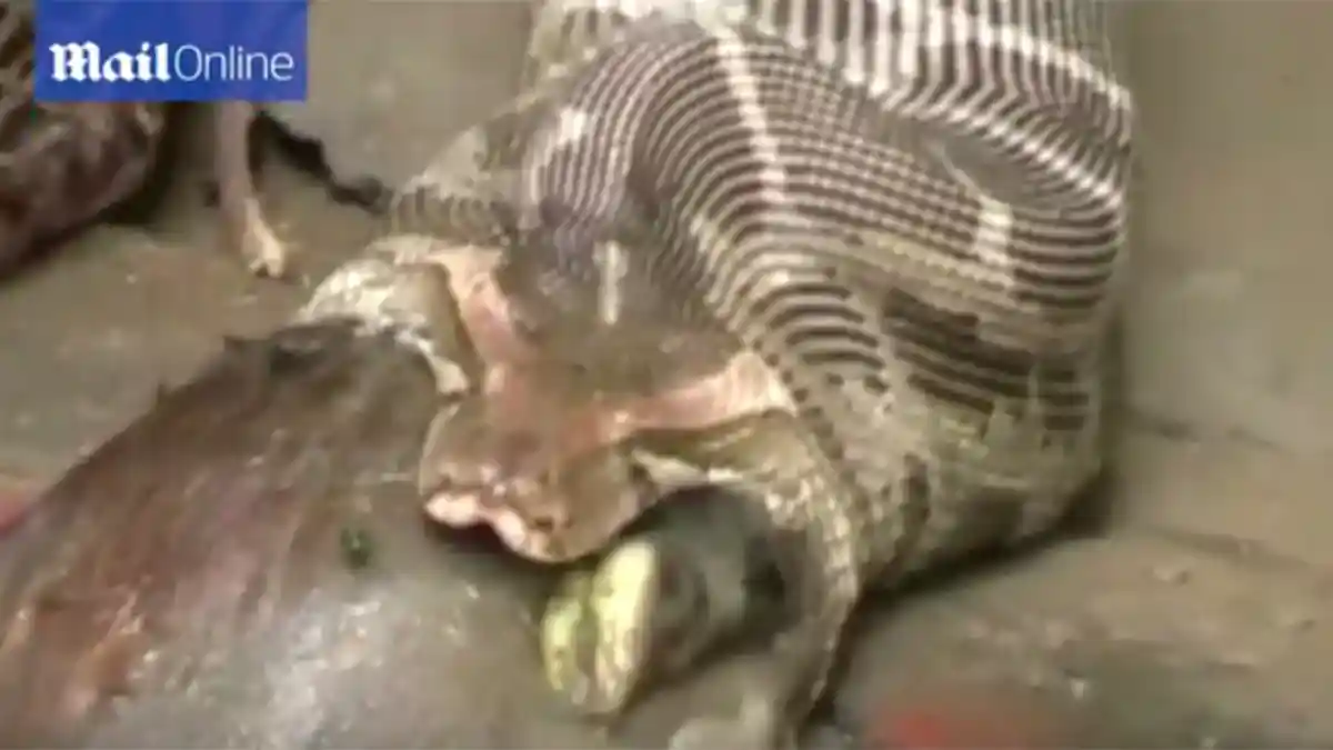 VIDEO HEBOH Ular Piton Muntahkan Kambing Utuh yang Baru Ditelannya