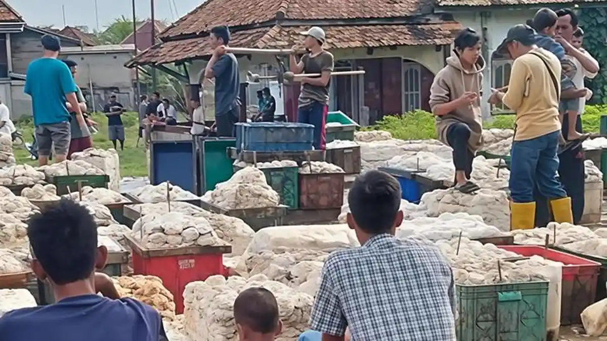Harga Karet Menguat Tipis Hari Ini, Petani Makin Optimis