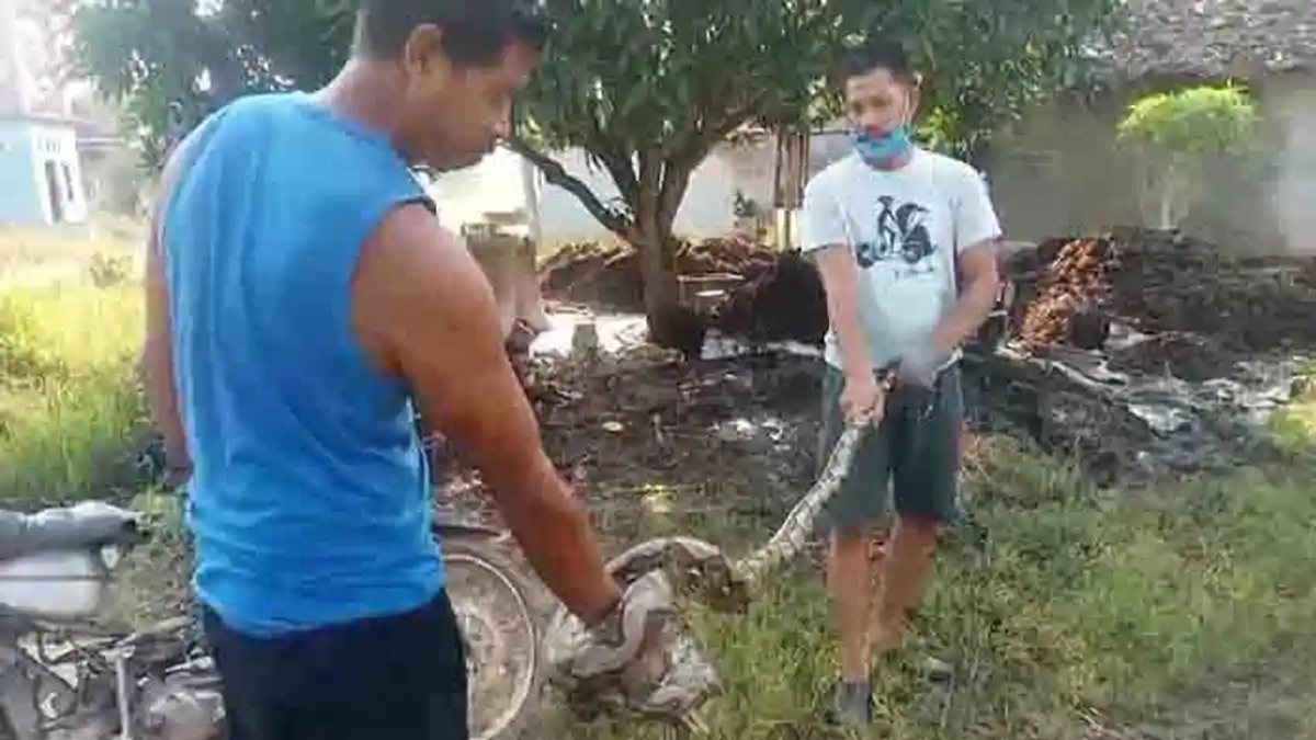 Arti Mimpi Dikejar Ular, Konon Bakal Dapat Pasangan yang Tulus Mencintai