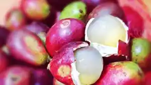 Buah-Matoa-dari-Papua.jpg