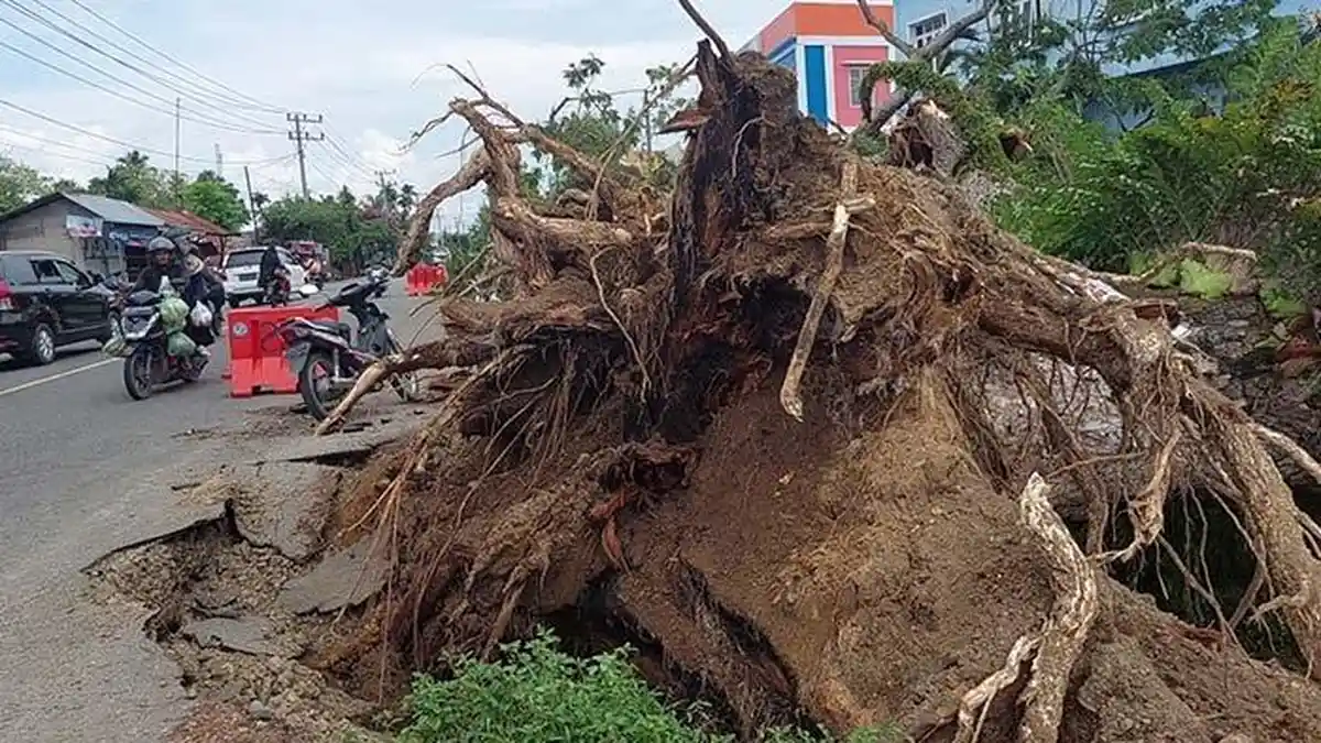 Pohon Besar Tumbang, Kabel Listrik dan Kanopi 4 Toko Rusak