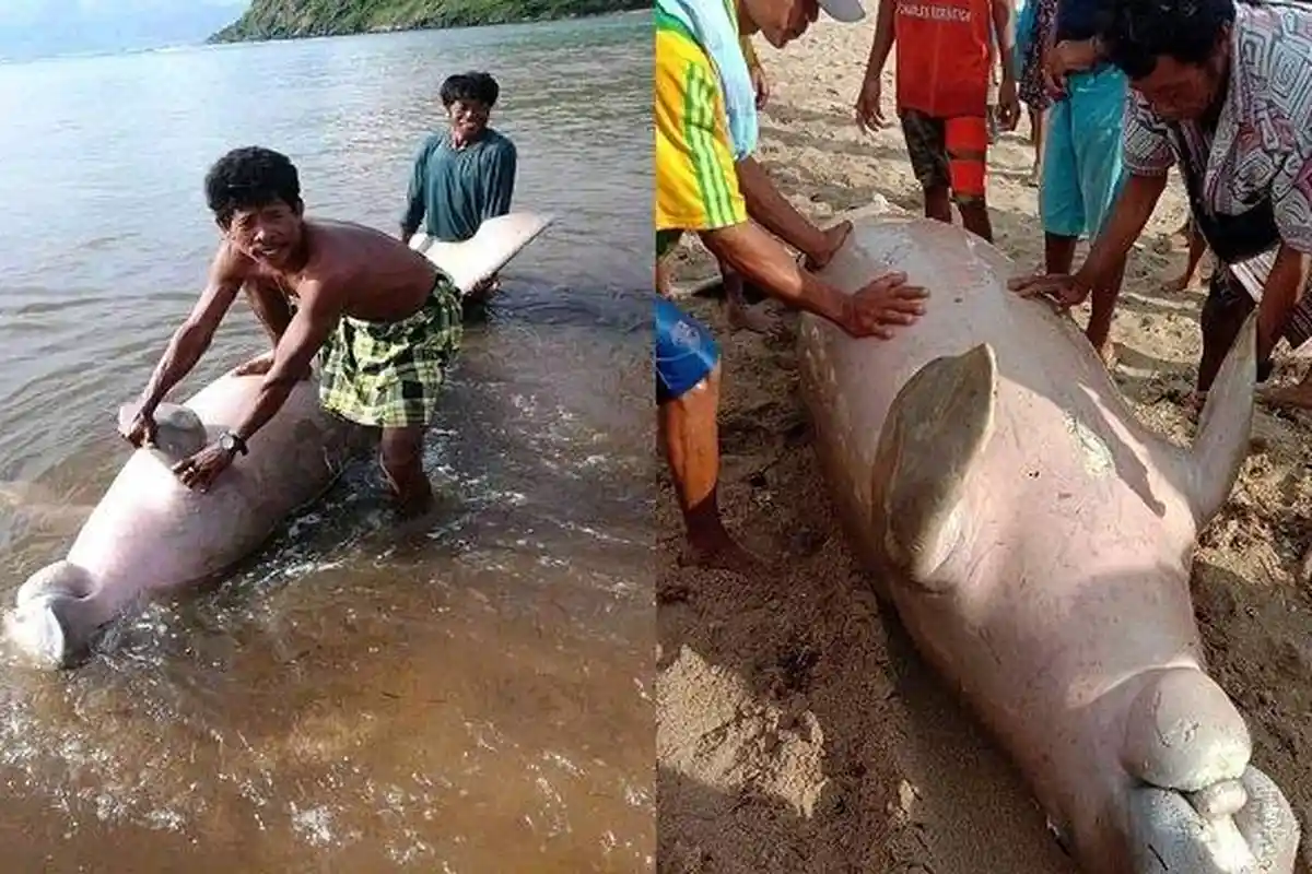 Nelayan Temukan Bangkai Duyung Kerbau, Dagingnya Dibagikan kepada Warga