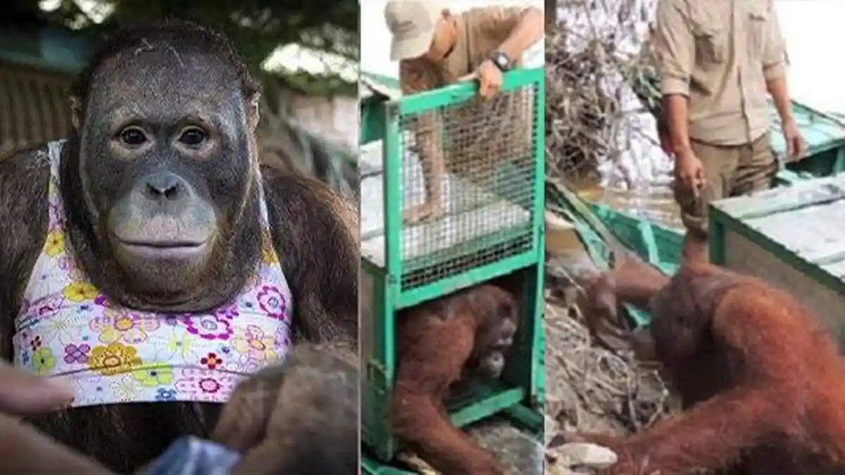 KABAR TERKINI Pony, Orangutan yang Dijadikan Pelacur di Kalimantan, Belum Mampu Hidup Seperti Biasa