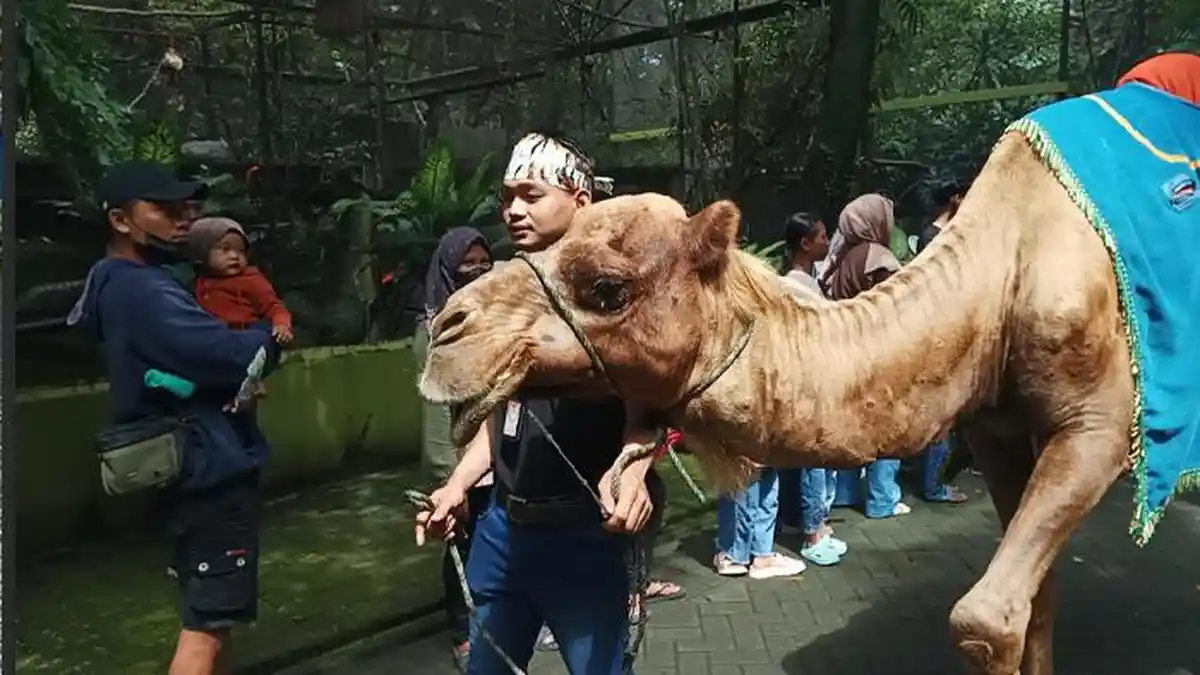Meriahkan Libur Natal dan Tahun Baru, Ada Parade Satwa di Kebun BInatang Surabaya