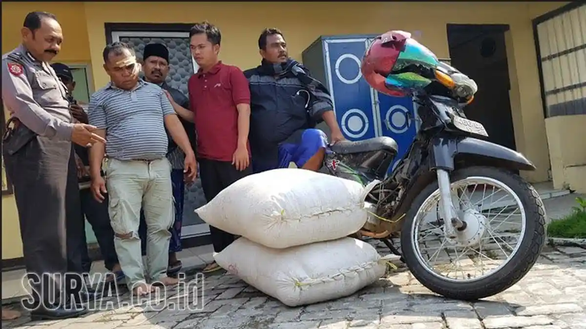 Tukang Bakso di Pasuruan Angkut Dua Sak Gabah, Ketiga Kepergok Katanya Disuruh Temannya