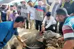 Proses-pemotongan-sapi-kurban-dari-Presiden-Prabowo-Subianto.jpg
