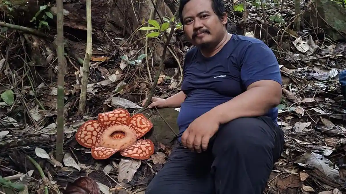 Bunga Langka Rafflesia Hasseltii Ditemukan di Sambas Kalimantan Barat