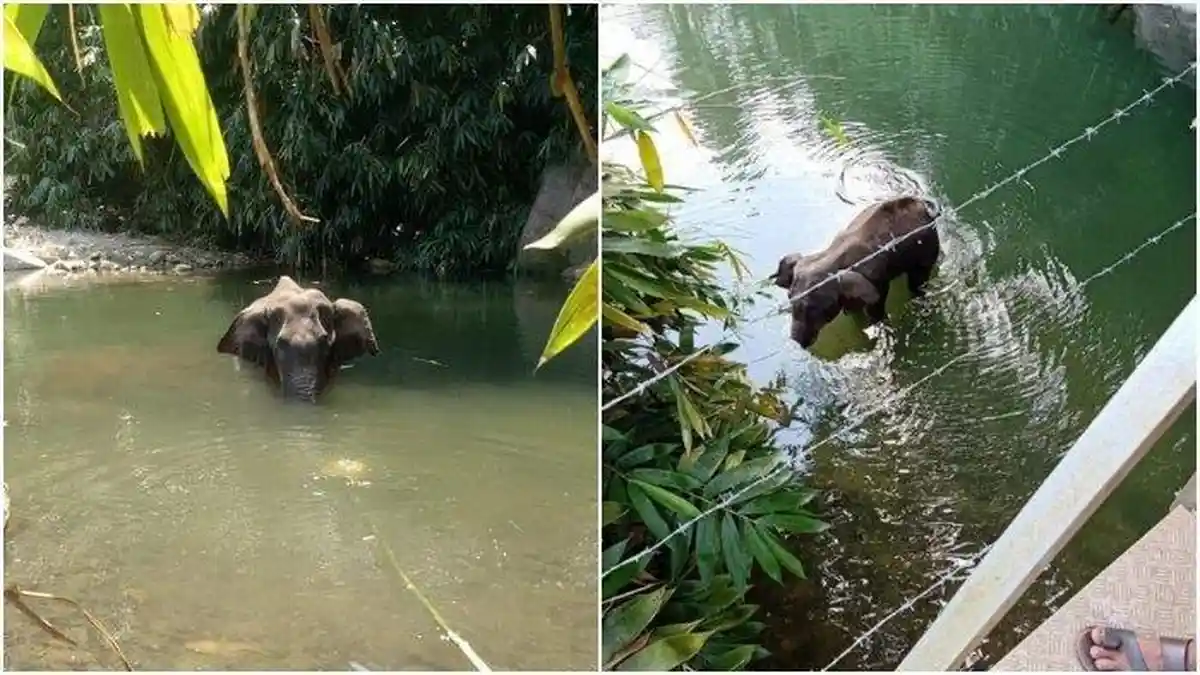 Gajah Hamil Mati Berdiri setelah Diberi Makan Nanas Berisi Petasan