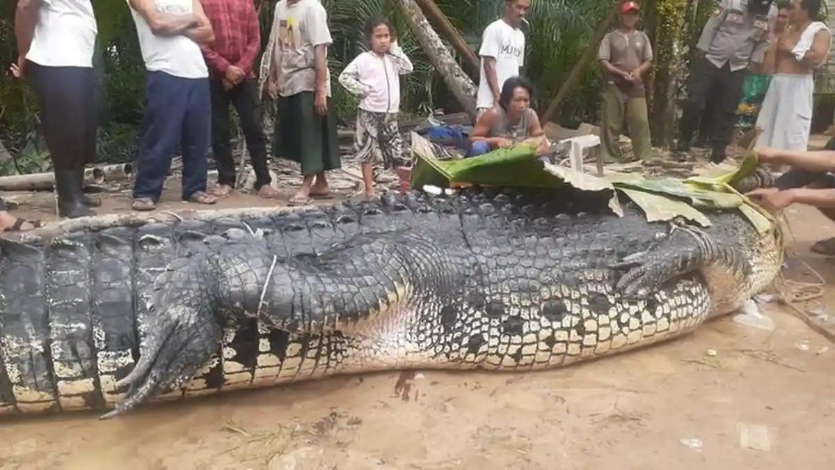 Penangkapan Buaya Raksasa 700 Kilogram di Babel, Warga Kesulitan Evakuasi