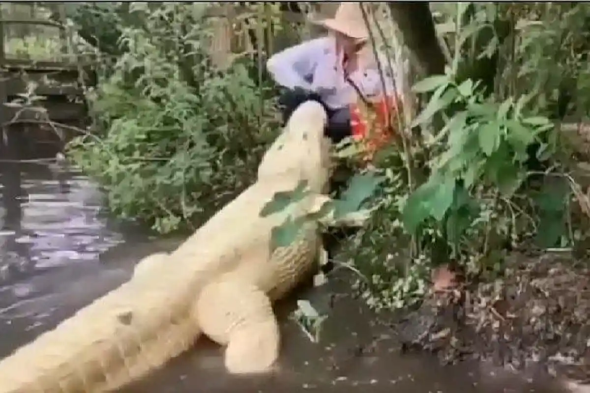 VIDEO Seorang Perempuan Bermain dengan Buaya Putih, Netizen: Jinakin Temen Buaya Darat Bisa Gak?