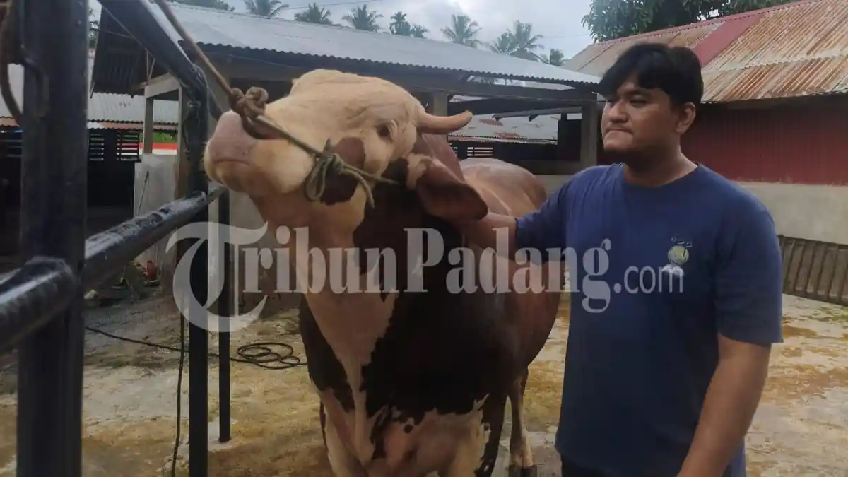 Penampakan Sapi Kurban Presiden Prabowo Seharga Rp98 Juta dengan Berat 1,1 Ton di Pauh Padang
