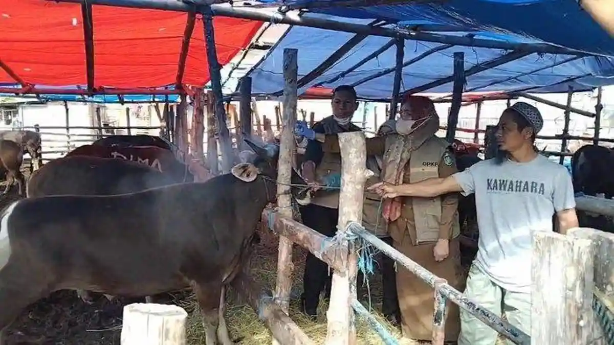 Jelang Idul Adha 2023, 75 Ribu Sapi di Sulsel Siap Kurban