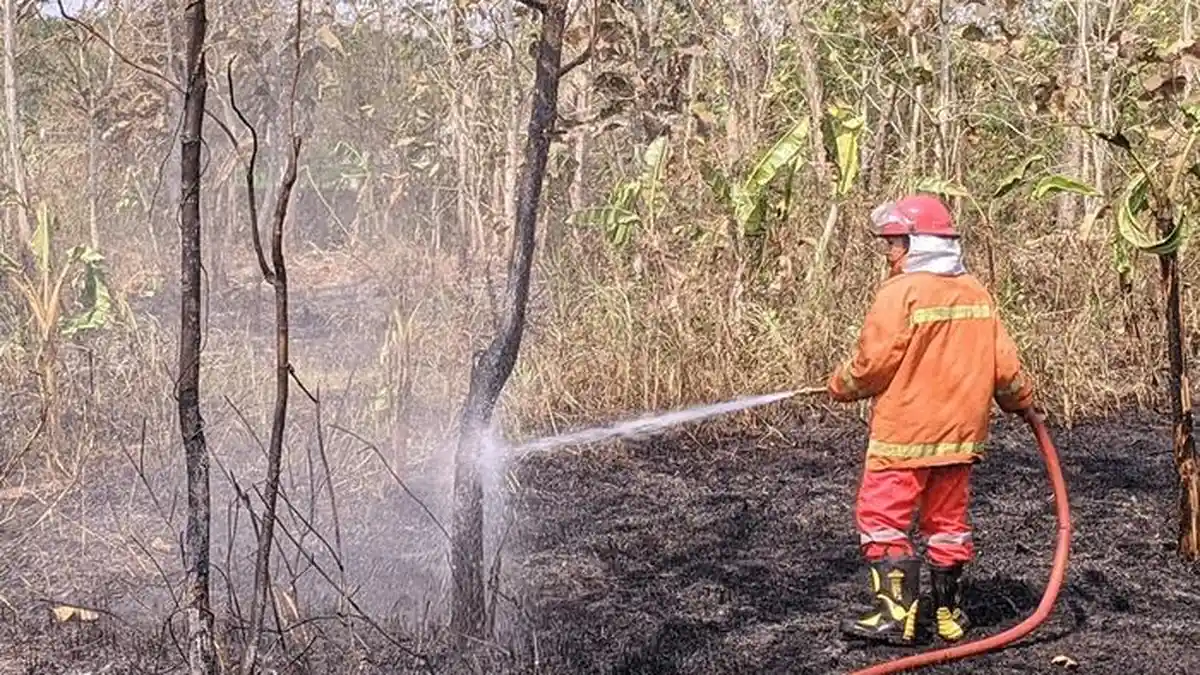 Dua Peristiwa Kebakaran Lahan Terjadi dalam Sehari di Wilayah Kulon Progo