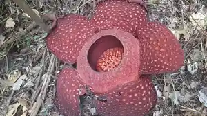 Bunga-Rafflesia-Arnoldii-mekar-di-Batang-Palupuh-Agam-Sumatera-Barat.jpg