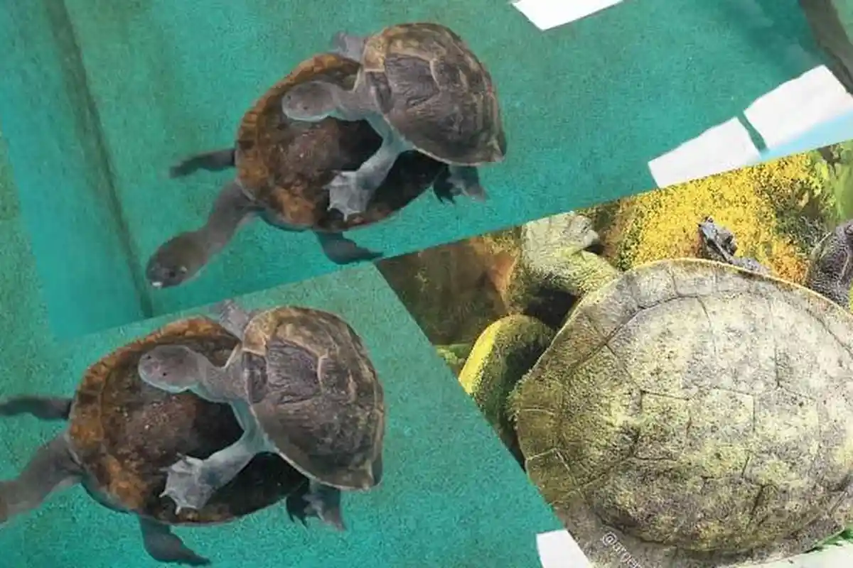 BBKSDA NTT Perhatikan Khusus Komodo dan Kura-kura Rote, Satwa Liar Penting di NTT