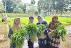 Pj-Ketua-TP-PKK-Safriati-saat-memanen-sayuran.jpg