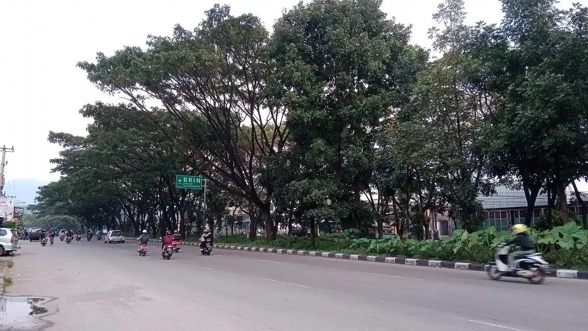 BPBD Sumedang Mengaku Terkendala Biaya Pangkasi Pohon-pohon Rawan Tumbang di Pinggir Jalan Arteri