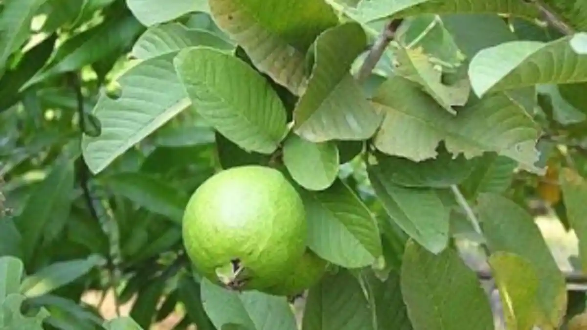 Obati Diare hingga Kanker Lambung, Simak Deretan Khasiat Daun Jambu Biji Untuk Kesehatan