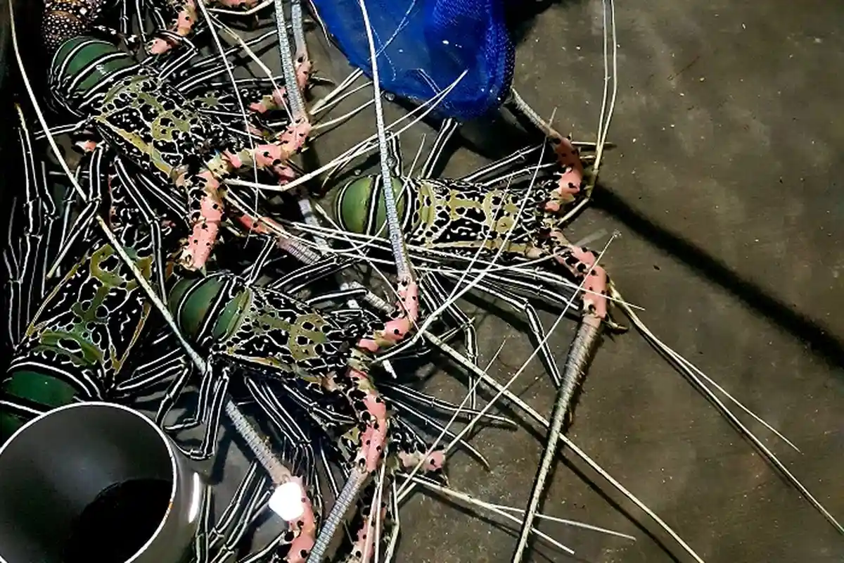DPRK Simeulue Setuju Budidaya Lobster daripada Ekspor Benih