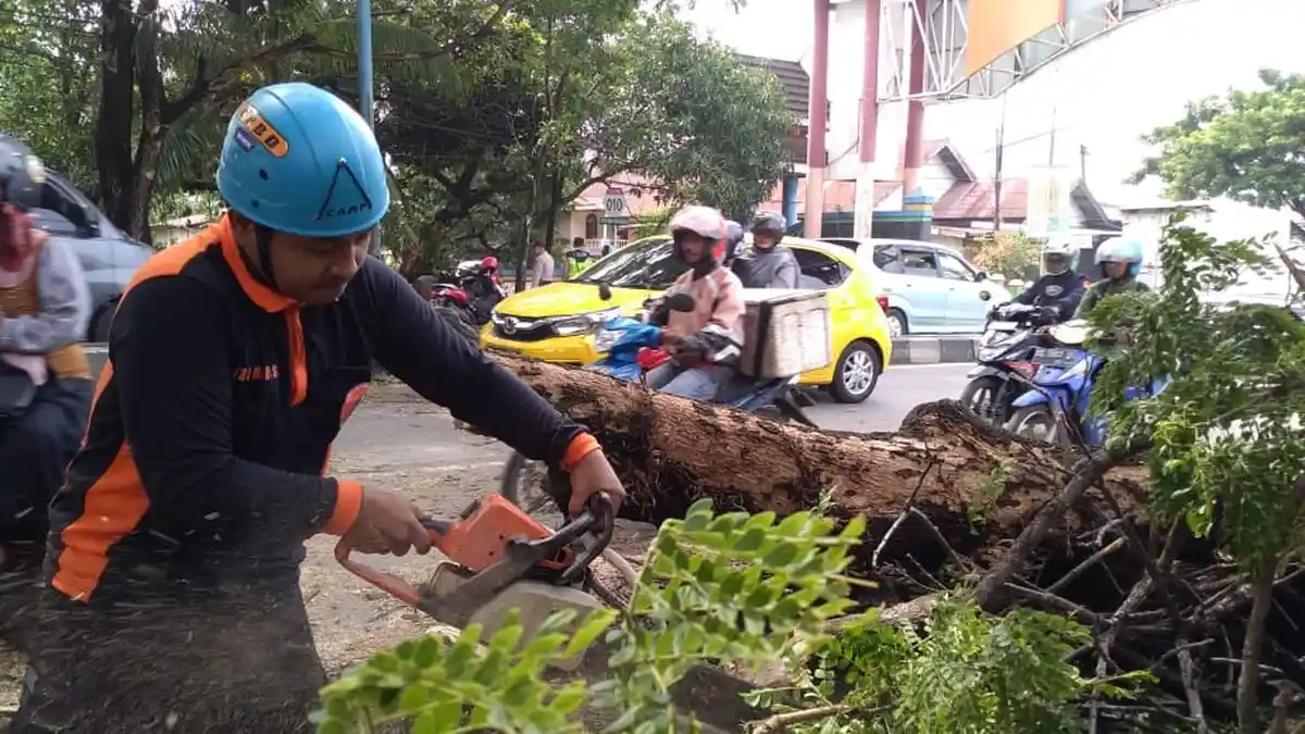 Pohon Trembesi Tumbang Tutupi Ruas Jalan Dekat Gerbang Kota Maros