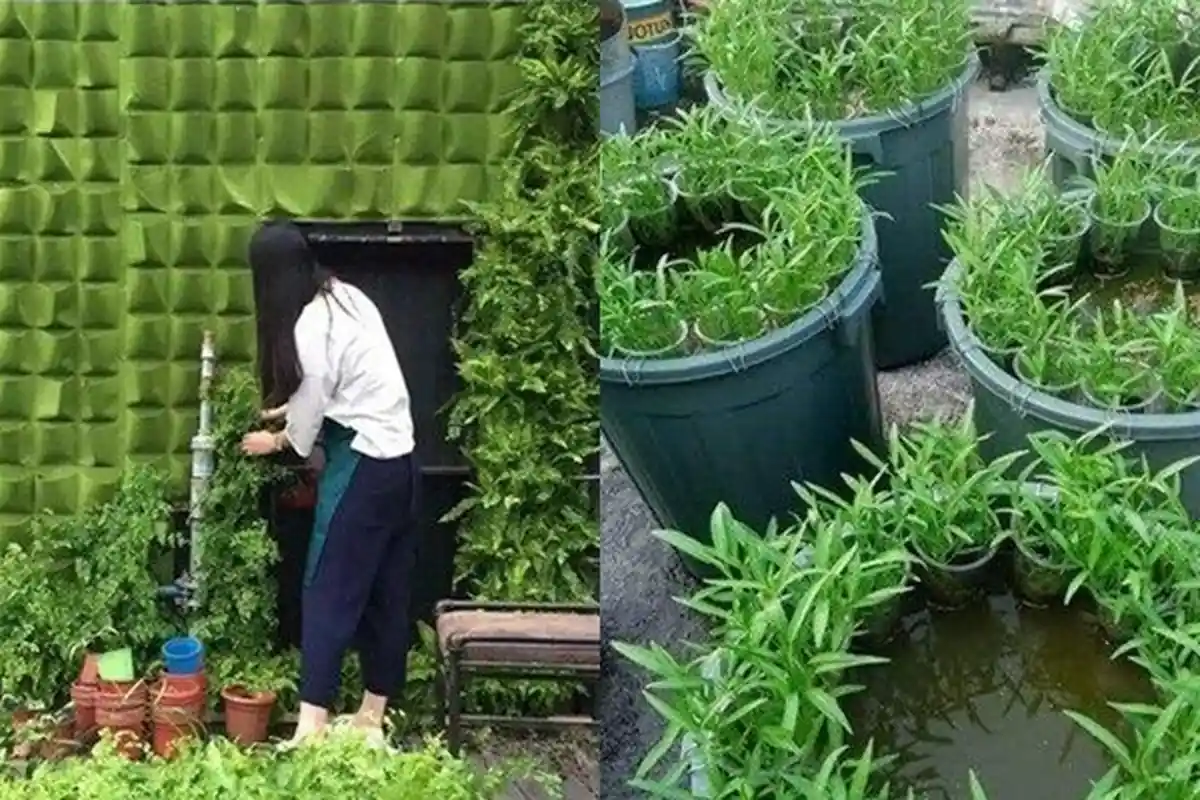Cara Manfaatkan Lahan Sempit di Rumah untuk Berkebun, Lakukan 10 Tips Ini, Efektif dan Mudah