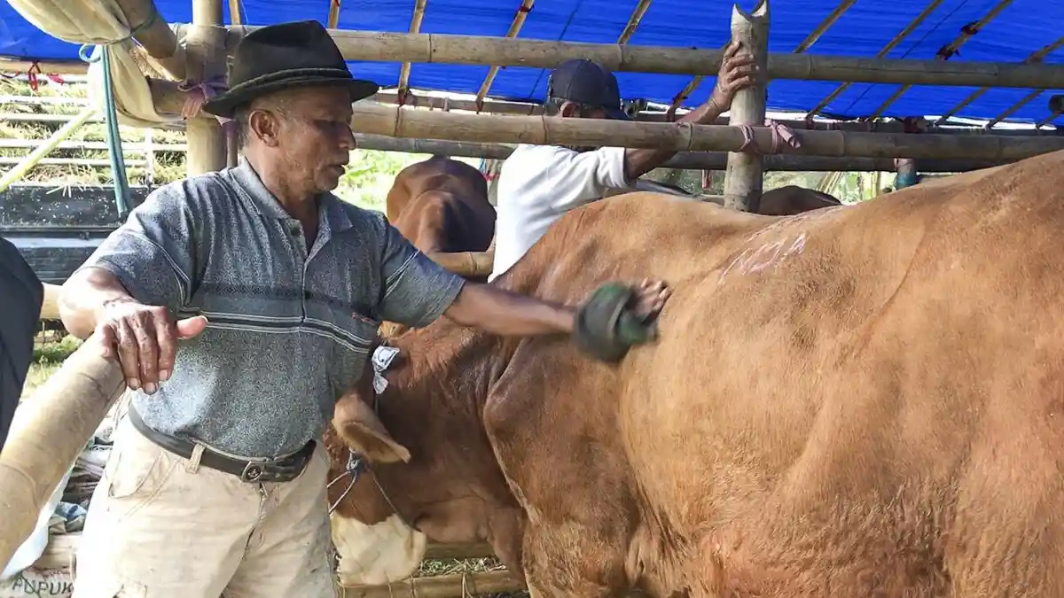 Kisah Haru Pedagang Sapi di Tasikmalaya, Menangis Semalaman Karena Berpisah dengan Sapi Kesayangan
