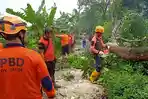 Angin Kencang Terjang Wilayah Mayang Jember, Robohkan Sejumlah Pohon dan Rusak Rumah Warga
