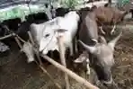 Penjualan Hewan Kurban