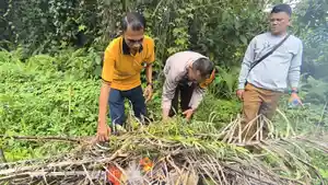 Polisi-kembali-menemukan-23-bibit-tanaman-ganja-fds.jpg
