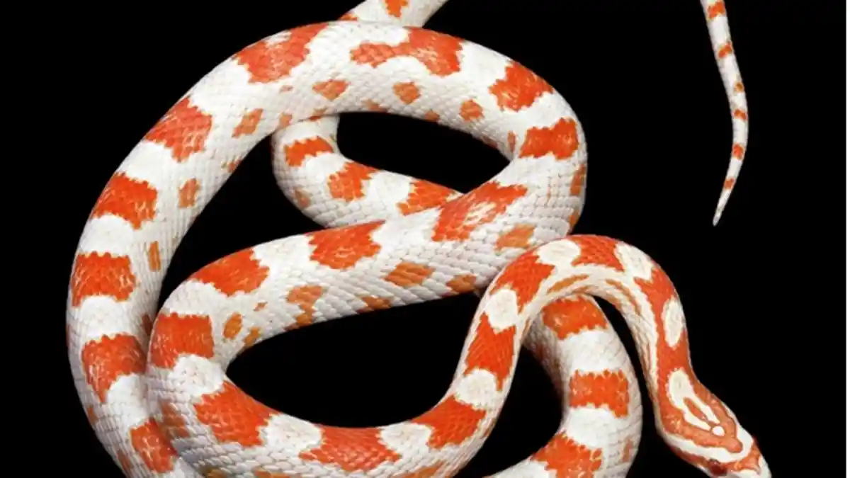 Memiliki Corak dan Warna yang Cantik, 4 Jenis Ular Ini yang Sering Dijadikan Hewan Peliharaan!