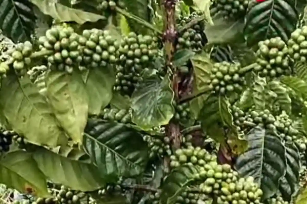 Harga Kopi di Rejang Lebong Bengkulu Stabil Usai Lebaran Idulfitri 2025, Rp 70 Ribu per Kilogram