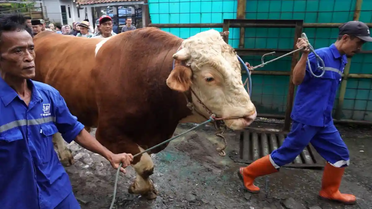 Sapi Kurban Presiden Prabowo 1,2 Ton Disembelih di RPH Arjuna Kota Bandung